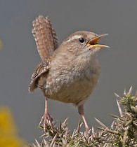 016829_wren.jpg