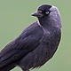 014675_jackdaw.jpg