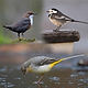 dipper_wagtails.jpg
