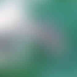 Dolphin Cruise Picture of Dolphin jumping out of the water