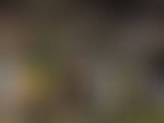 Ole Miss 3 Star Recruit Sanfrisco Magee Dominates Laurel Tornados With Touchdown After Touchdown