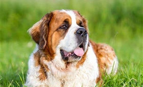 Dog Therapy Meet and Greet