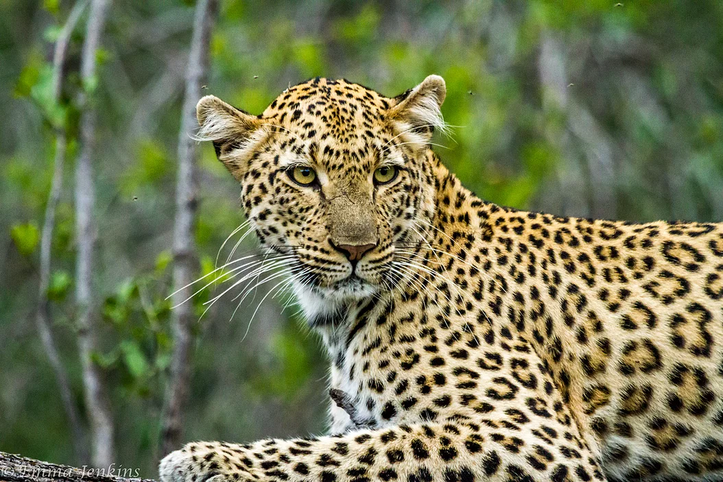 South African Leopard
