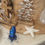Thumbnail: Starfish