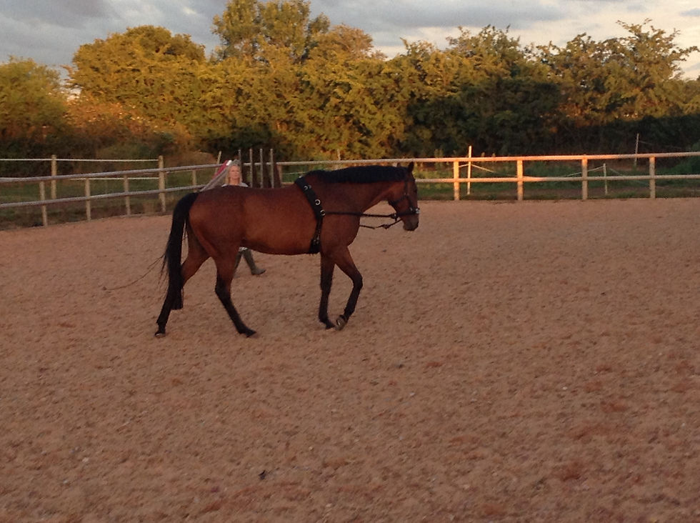Lunging in Summer 2015