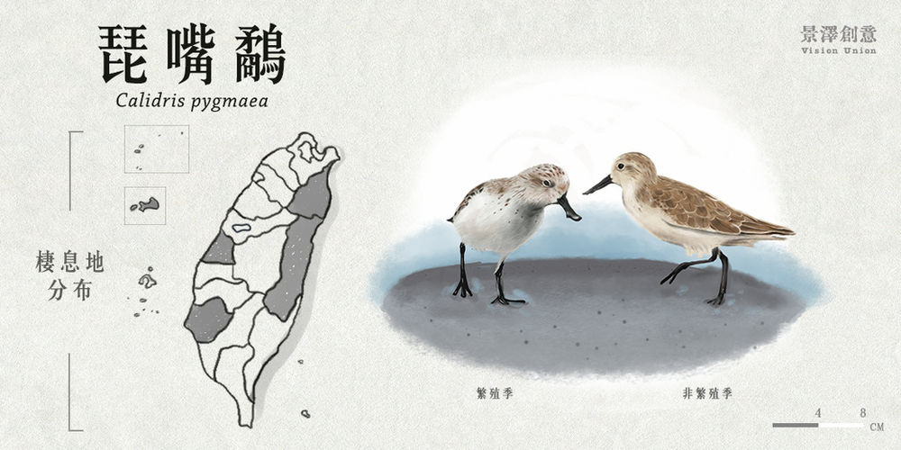 極危動物 掃地覓食的湯匙嘴 琵嘴鷸