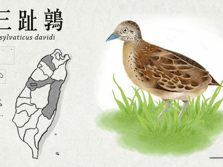【極危動物】謎樣的存在-林三趾鶉