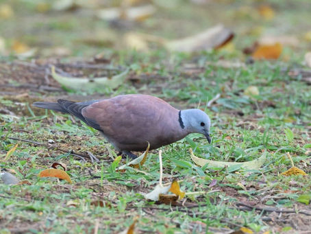 10/18綠手指高手課程