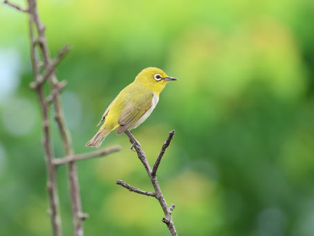 鳥類調查:10月觀察記錄