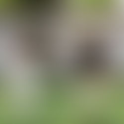 Mikki + Andrew | Summer Engagement Session at the Dallas Arboretum | Dallas Wedding Photographer