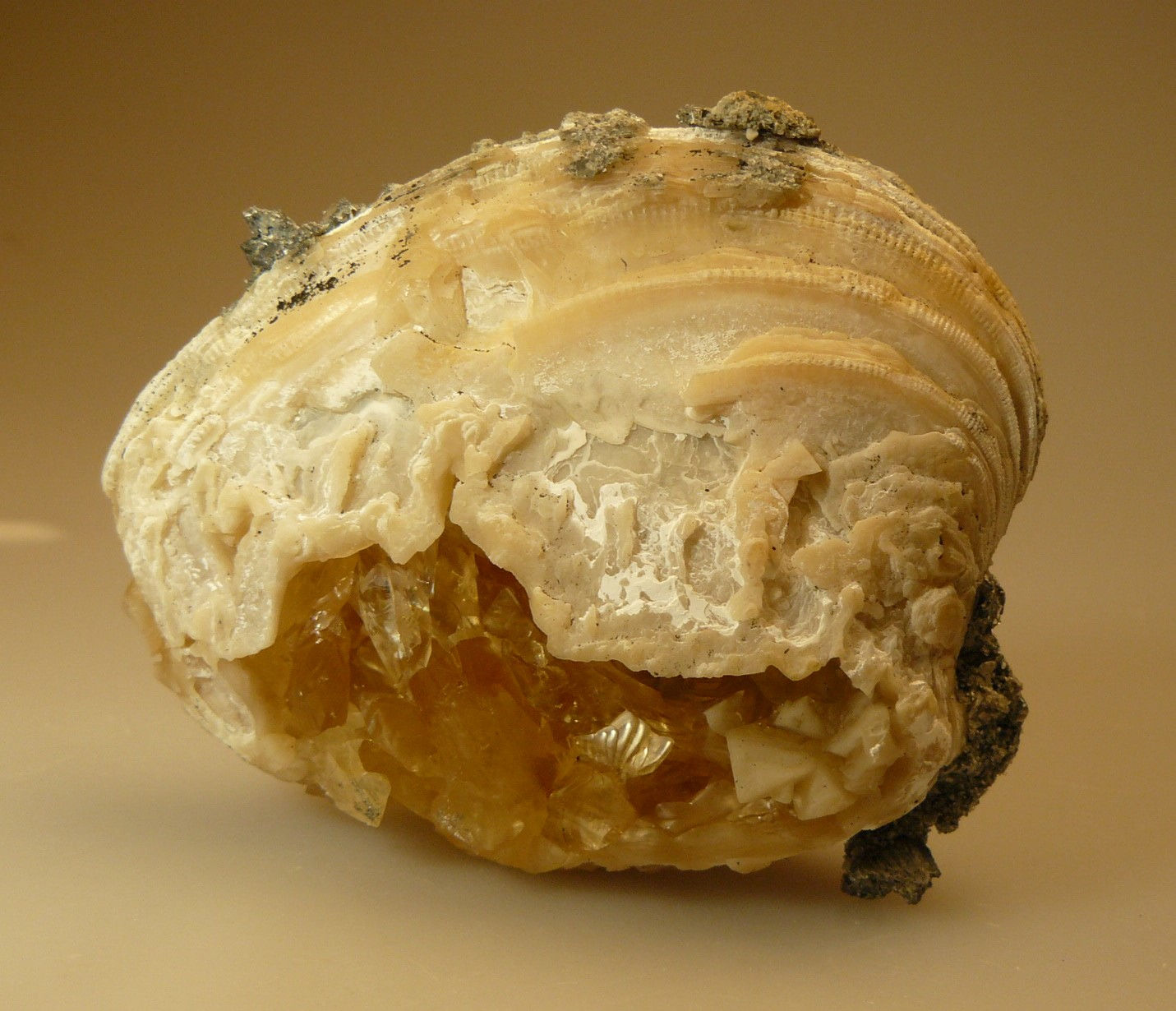Calcite in Clam Fossil