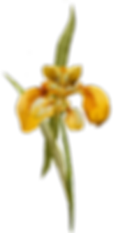 Yellow Flower 1