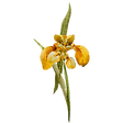 Fiore Giallo 1