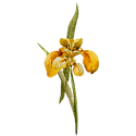 黃花1