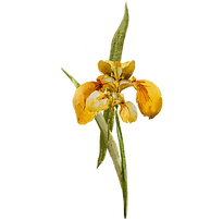Yellow Flower 1