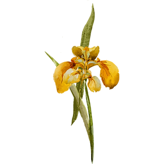 Yellow Flower 1