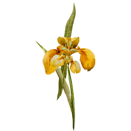 Yellow Flower 1