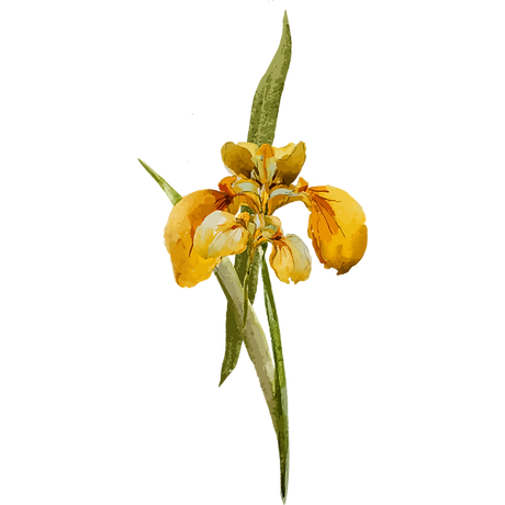 Yellow Flower 1