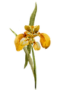 Yellow Flower 1