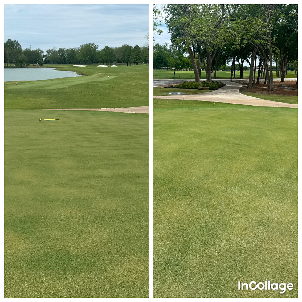 Picture on left no work done, picture on right we completed the aerification / topdressing (picture is 3 weeks after the work was done)