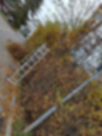 Absetzen einer Hainbuche Hecke im Herbst