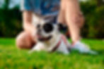handsome-man-sitting-with-french-bulldog-grass-park.jpg.png.jpg