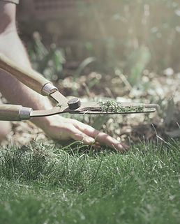 Grass Cutting