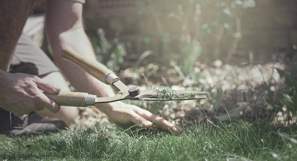 A person weeding a flower bed.