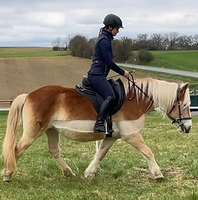 Reiterin auf Haflinger