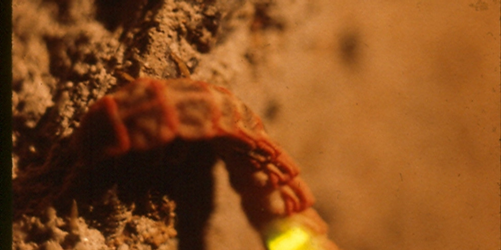 The Kinsley Lecture Series Presents: Dr. Joe Cicero's "Fireflies and Glowworms of Arizona"