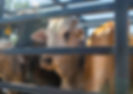transporte vacas