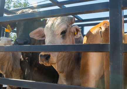 Transporte de animales vivos de granja