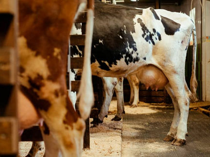 Cuidado de las vacas lecheras