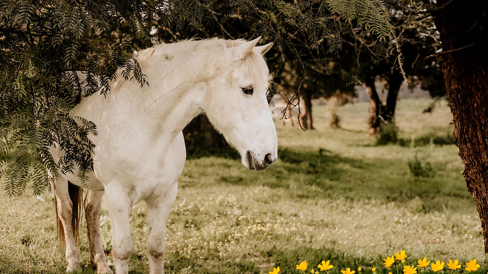 Equine photography in Cape Town