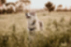 Pet Photography in Cape Town.