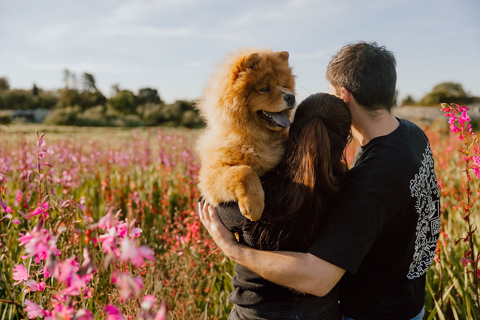 Pet Photography in Cape Town.