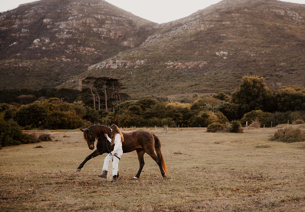 Equine Photography in Cape Town.