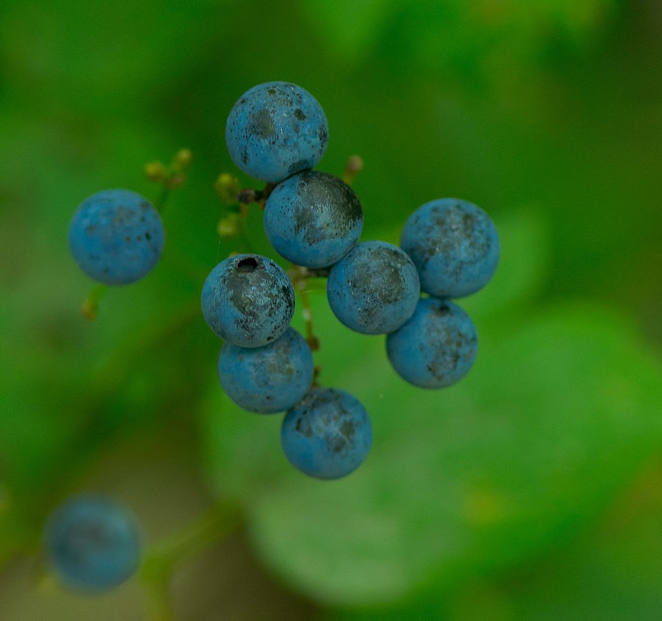 Blue cohosh berries Photo by Joshua Mayer