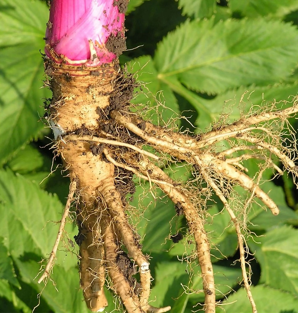 Angelica root