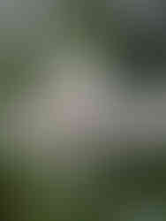 By Mary Crickmore - https://www.inaturalist.org/photos/52073298, CC0, https://commons.wikimedia.org/w/index.php?curid=89162303