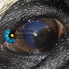 Ceratite pigmentar em Pug.