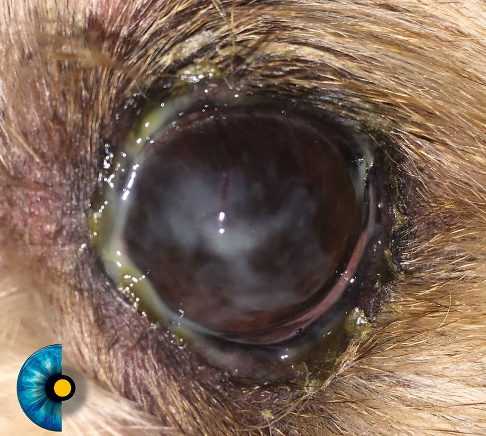 Cachorro com muita remela