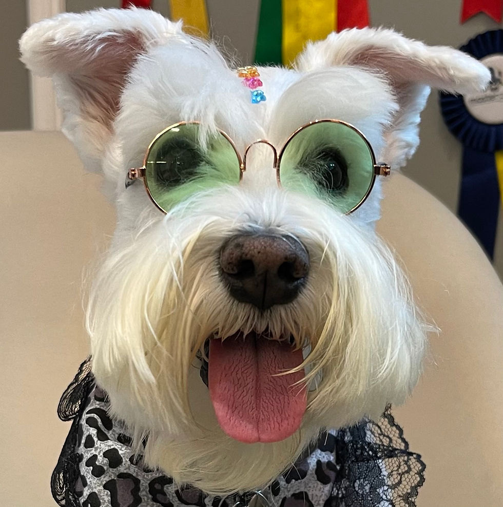 O que fazer nos casos de ferimentos [machucados] nos olhos dos pets?