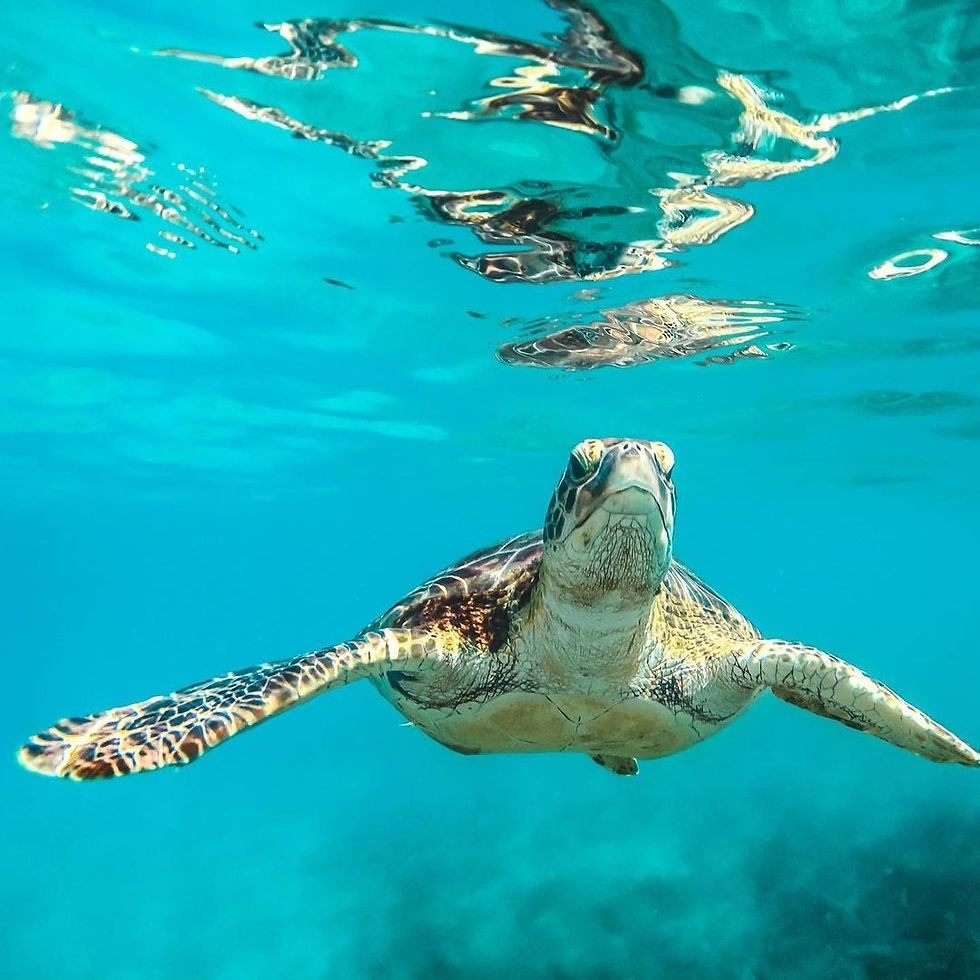 Fiji turtle