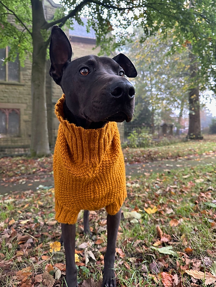 Fred - Mustard Jumper.png