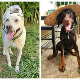 The 2 hats of a director-cum-employee