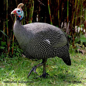 Helmeted_Guineafowl_14.jpeg