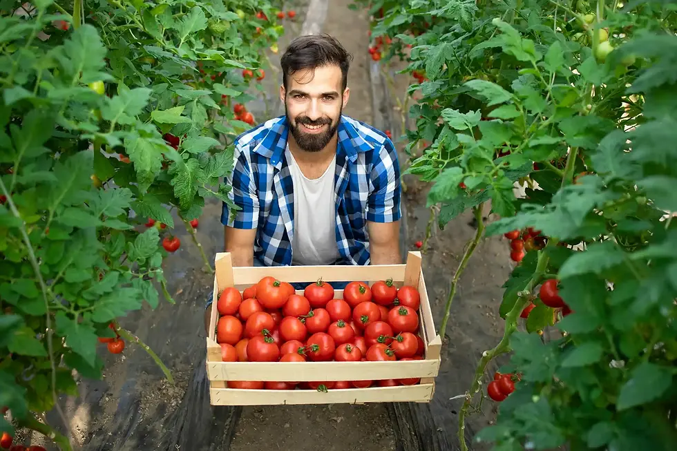 Smiling farmer presenting crate of ripe tomatoes