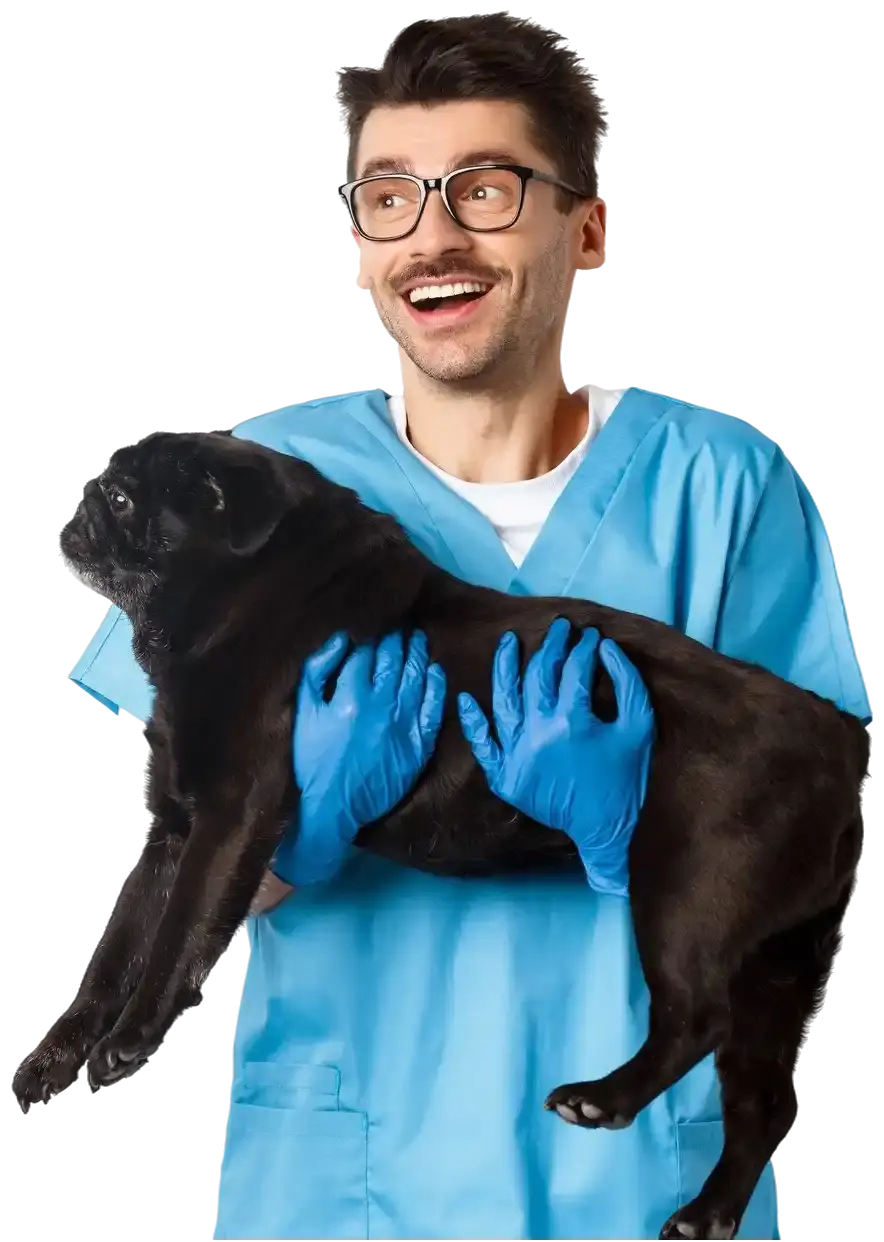 Happy vet gently holding black cat