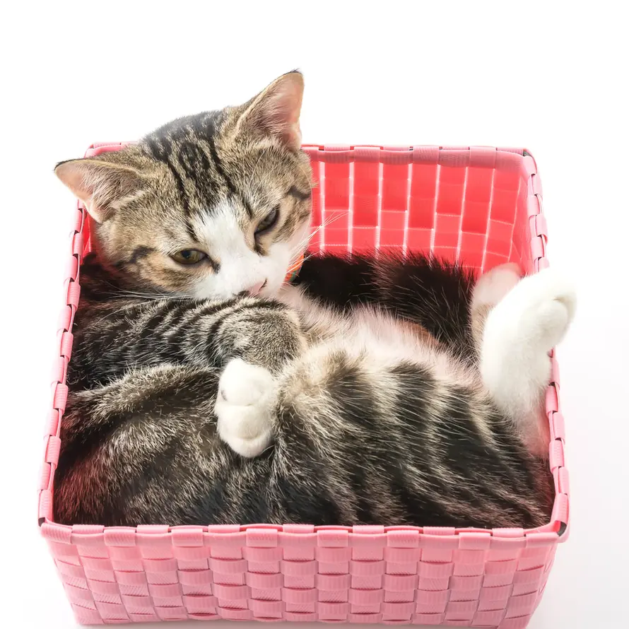 Cute tabby cat relaxing in pink basket